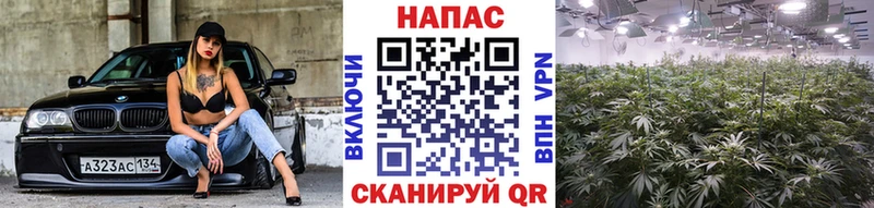 Бошки марихуана Bruce Banner Нефтекумск